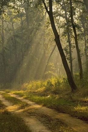 Framed Morning Light, Kanha National Park, India Print