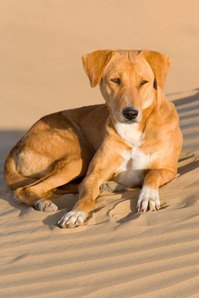 Framed Dog Lying in Sand Dunes, Thar Desert, Jaisalmer, Rajasthan, India Print