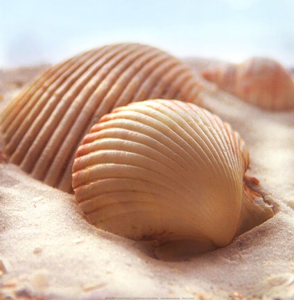 Framed Beachy Shell I Print