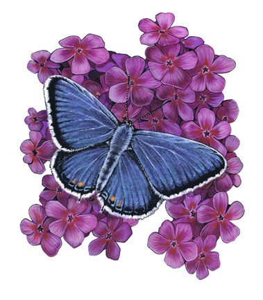 Framed Eastern Tailed Blue Butterfly-II Print