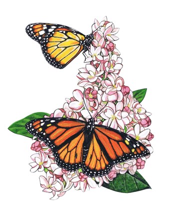 Framed Monarch Butterfly-II Print