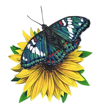 Framed Gaudy Baron Butterfly-II Print