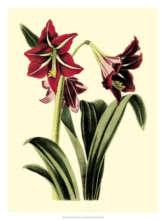 Framed Royal Botanical Study I Print