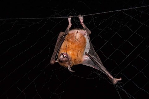 Framed Fishing Bat, Iwokrama Forest Reserve, Guyana Print