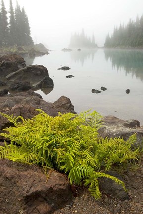 Framed Alpine lady fern, Garibaldi Lake, British Columbia Print