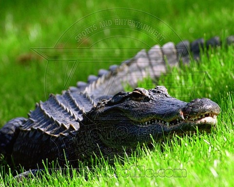 Framed Alligator - laying in the grass Print