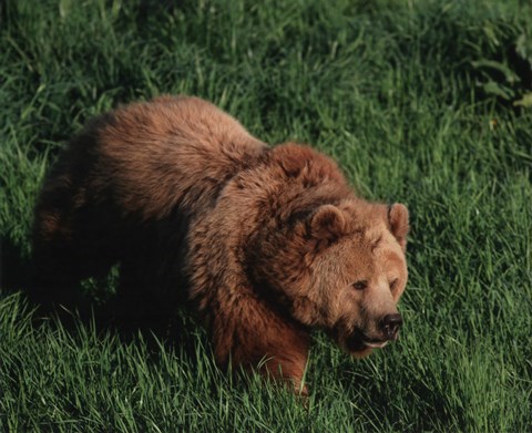 Framed Brown Bear Print