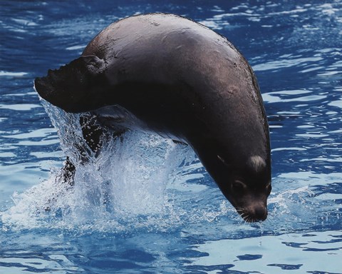 Framed Sea lion Print