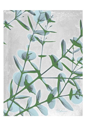 Framed Eucalyptus Blues Print