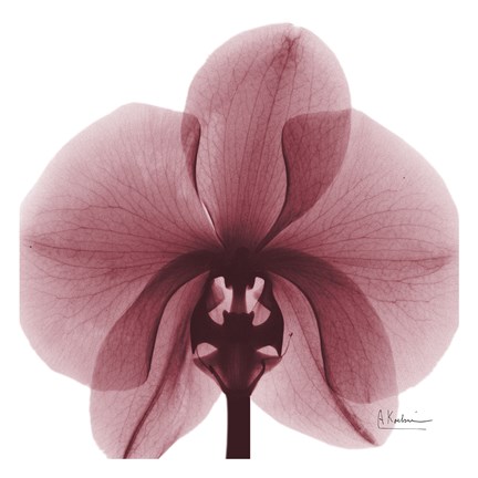 Framed Orchid Marcela Print