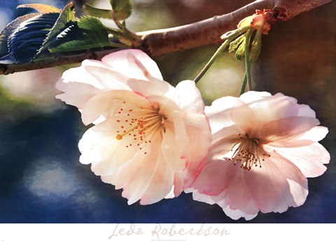 Framed Cherry Blossom 2 Print