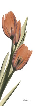 Framed Terracotta Tulip Print