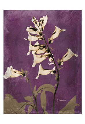 Framed Golden Foxglove 4 Print