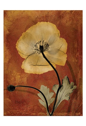 Framed Iceland Poppy 5 Print