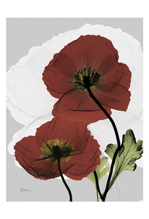 Framed Iceland Poppy 8 Print