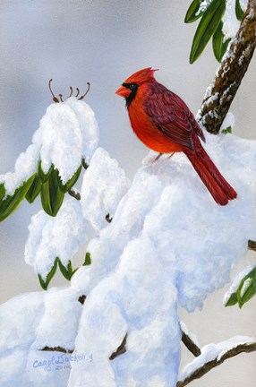Framed Cardinal On Snow Print
