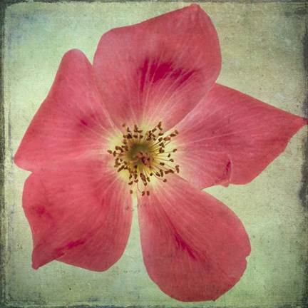 Framed Lush Vintage Florals VII Print
