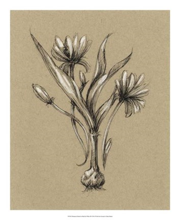 Framed Botanical Sketch Black &amp; White III Print