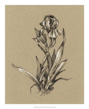 Framed Botanical Sketch Black &amp; White VI Print
