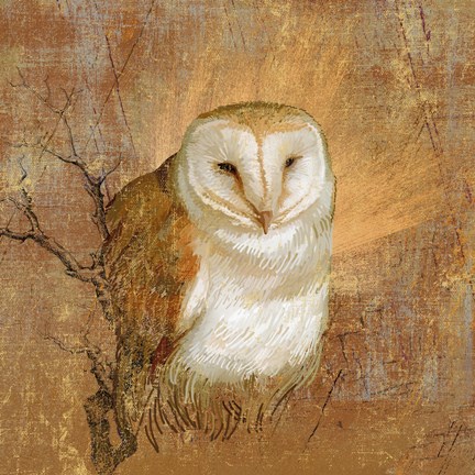 Framed Owl in the wood Print