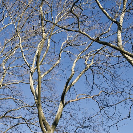 Framed January Branches II (Color) Print