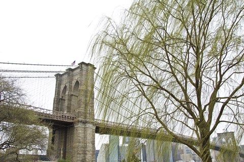 Framed Brooklyn Bridge and Willow Print