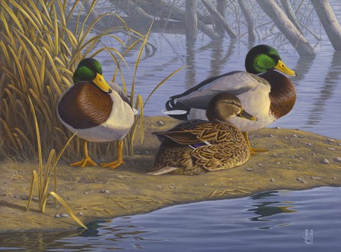 Framed Evening Rest - Mallards Print