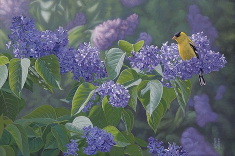 Framed Hint of Gold - Goldfinch and Lilacs Print