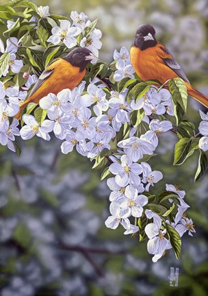 Framed Orioles in the Orchard Print
