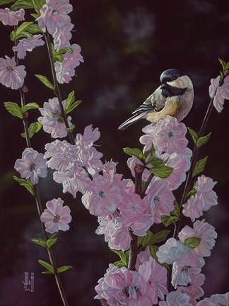 Framed Springtime Blossoms - Chickadee Print