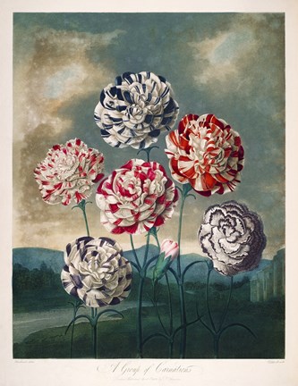 Framed Group of Carnations Print