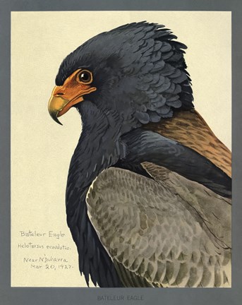 Framed Abyssinian Bateleur Eagle Print