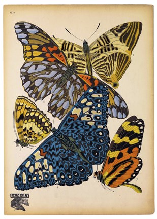 Framed Butterflies Plate 11 Print