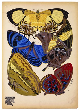 Framed Butterflies Plate 12 Print