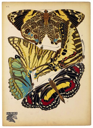 Framed Butterflies Plate 13 Print