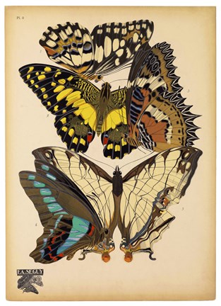 Framed Butterflies Plate 14 Print