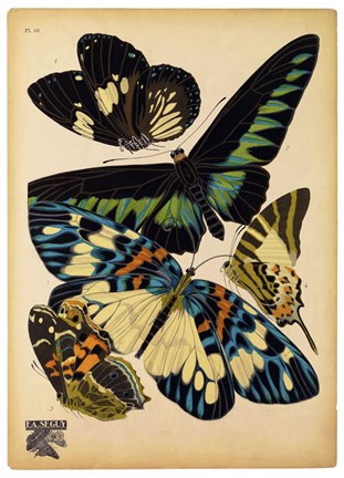 Framed Butterflies Plate 16 Print