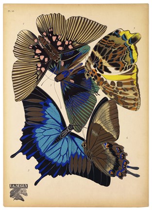 Framed Butterflies Plate 9 Print