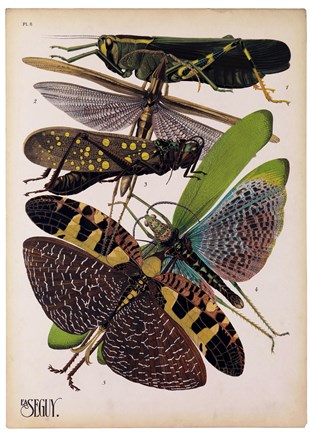 Framed Insects, Plate 2 Print