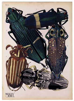 Framed Insects, Plate 4 Print