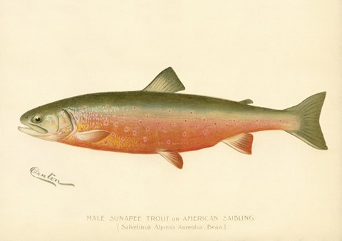 Framed Male Sunapee Trout Print