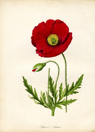 Framed Papaver Rhoeas, Red Poppy Print