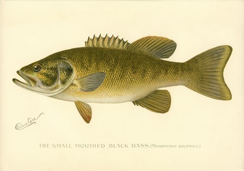 Framed Small Mouthed Black Bass Print