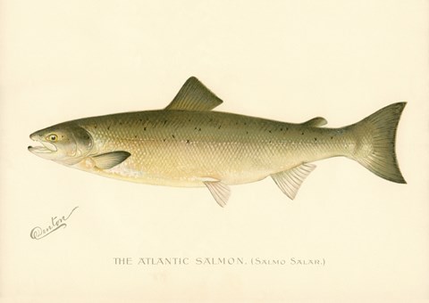 Framed Atlantic Salmon Print