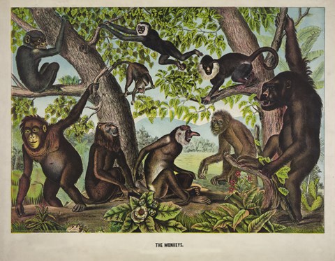 Framed Monkeys Print