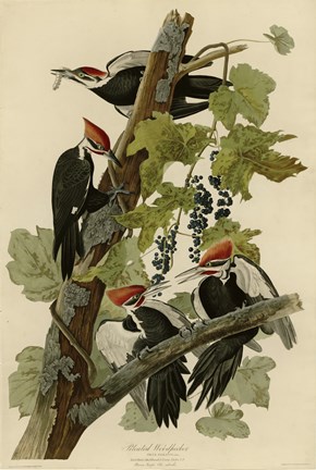 Framed Pileated Woodpecker Print