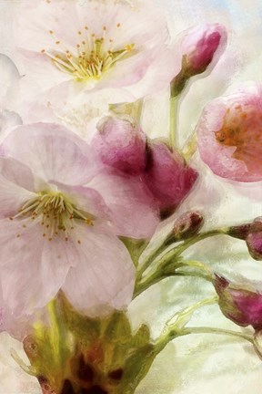 Framed Pink Cherry Blossom Print