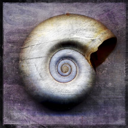 Framed Moon Snail Print