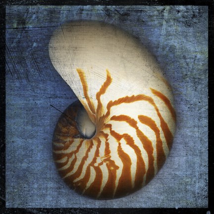 Framed Nautilus Print