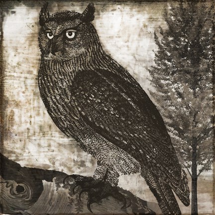 Framed Owl 2 Print